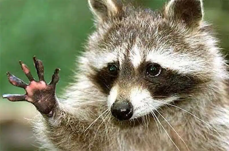 raccoon