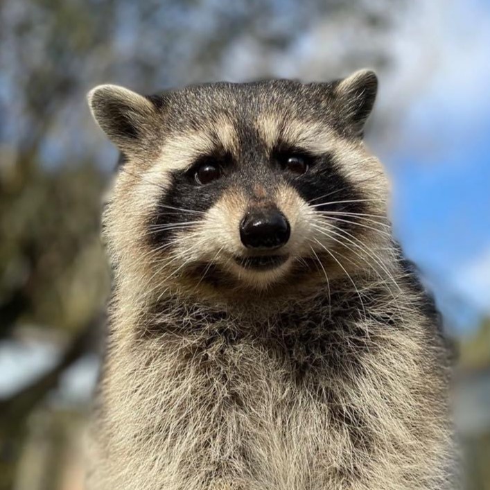 raccoon